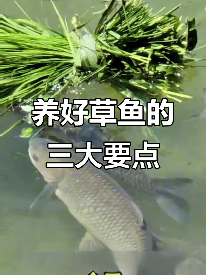 草鱼养殖技巧:水温、搭配与成本分析