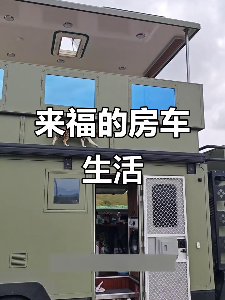 房车旅行中的猫咪日常:抓老鼠、洗澡和烧烤