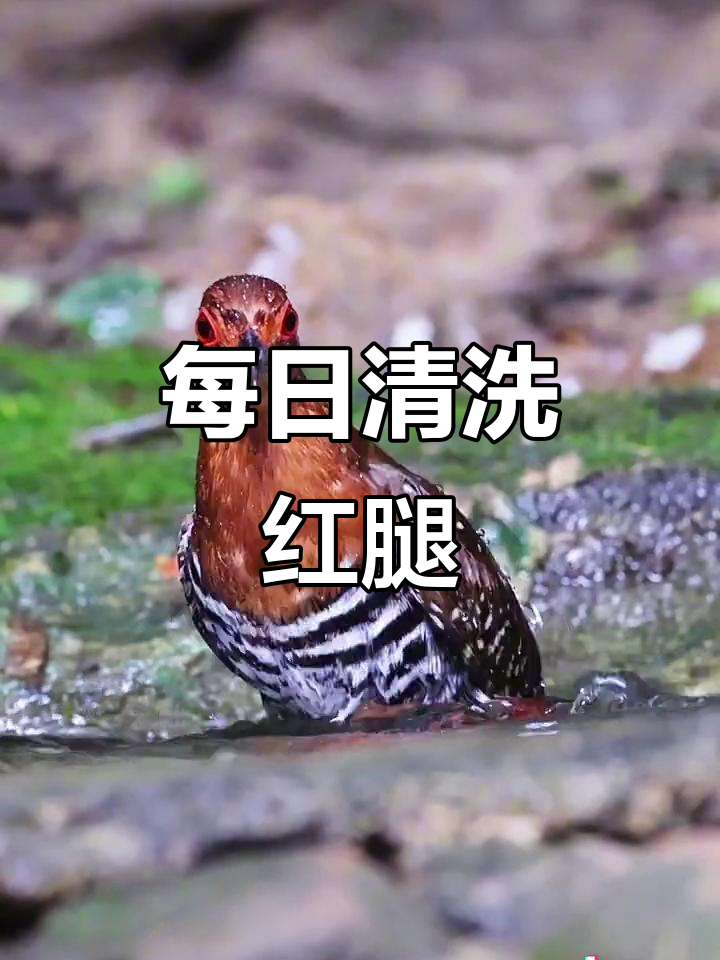 红腿斑秧鸡,每天必洗,清洁至上!