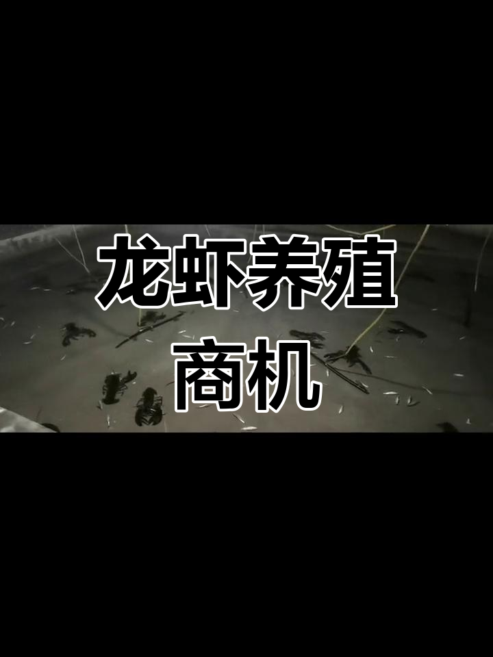 波士顿龙虾养殖前景大揭秘