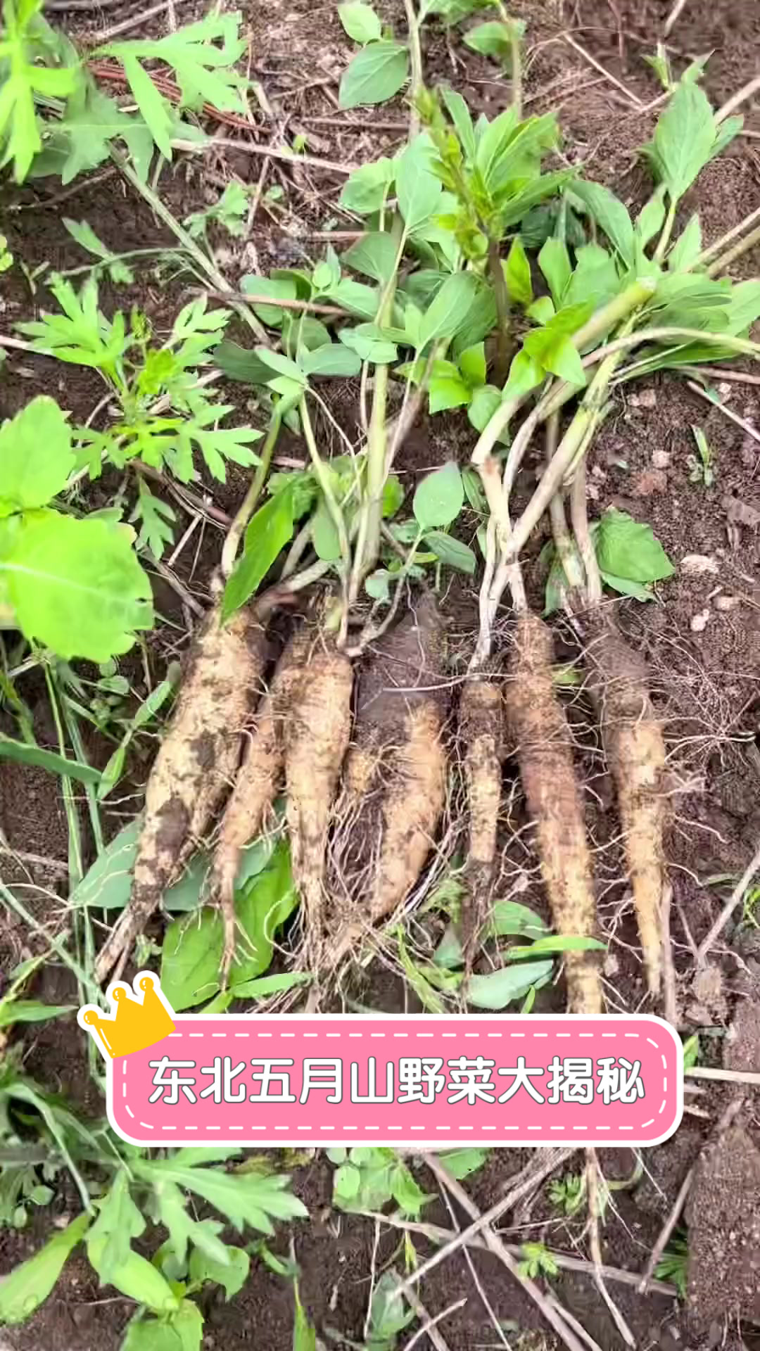 东北五月山野菜大揭秘