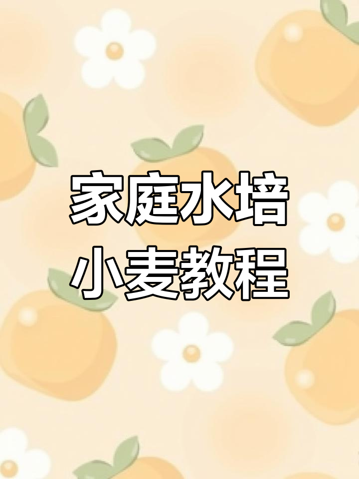 在家种小麦,轻松做芽苗菜,营养又美味