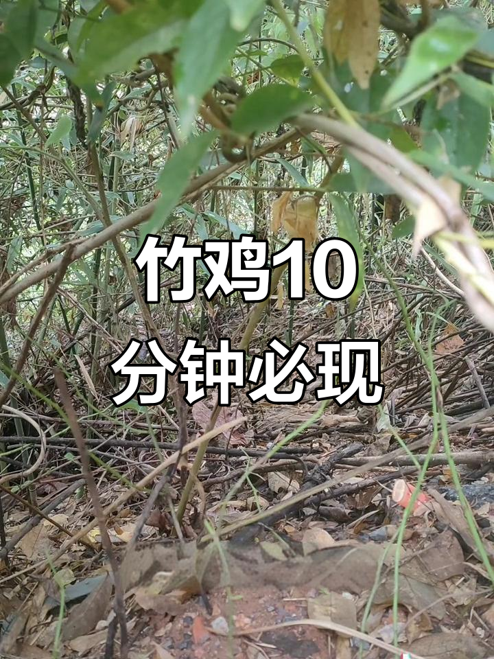 20年摄影经验,竹鸡10分钟必来!