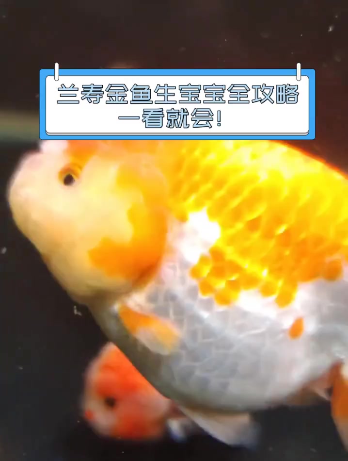 兰寿金鱼生宝宝全攻略,一看就会!