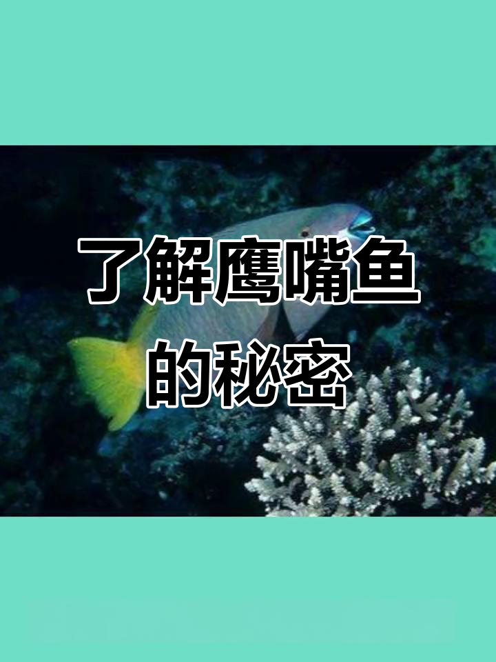 罕见鹰嘴鱼揭秘:奇特牙齿与独特生活习性