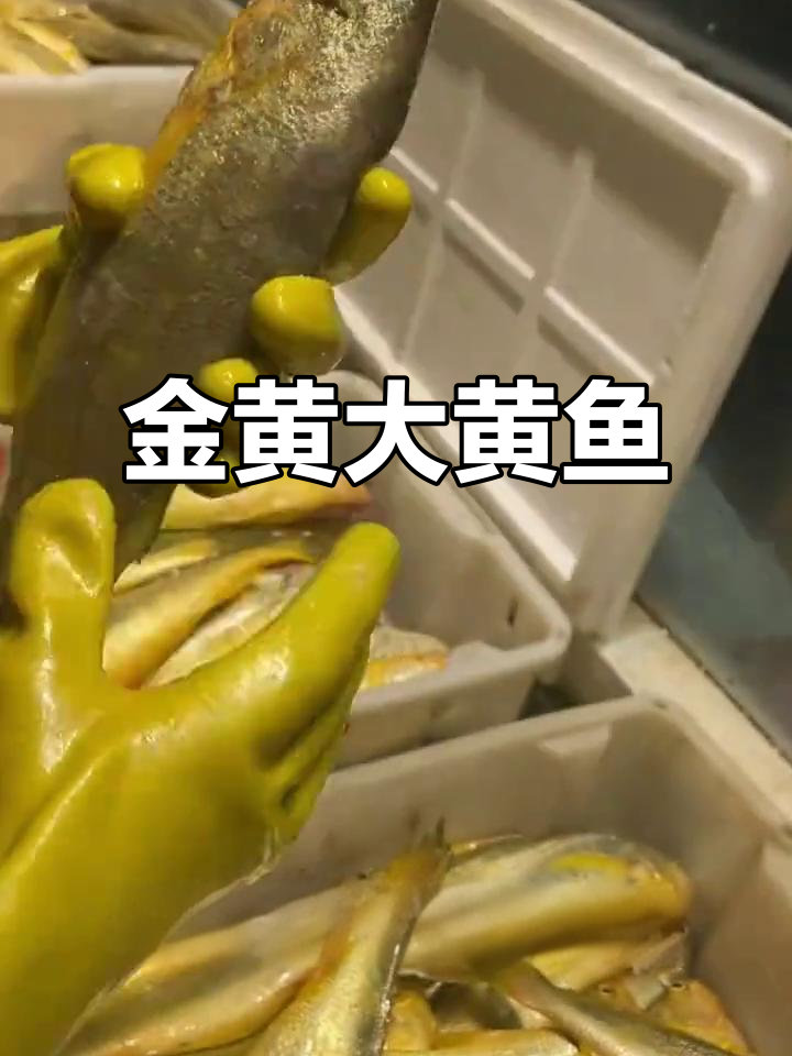 精选大黄鱼,金黄鲜美,肉质饱满,直送源头保证品质