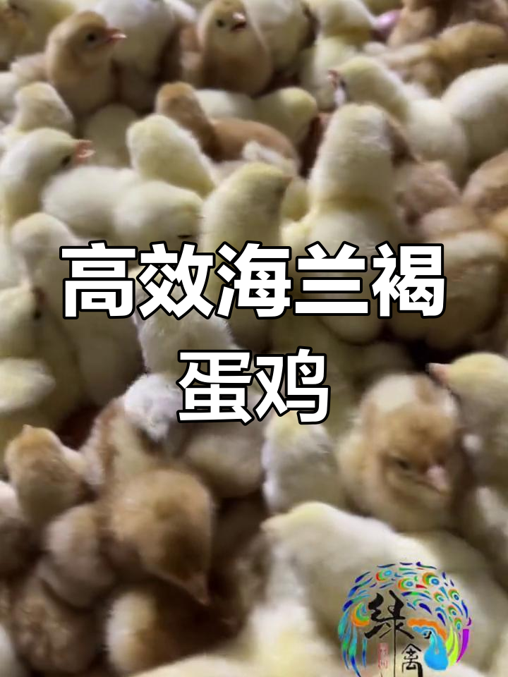 海兰褐蛋鸡饲养管理轻松,产蛋效率高