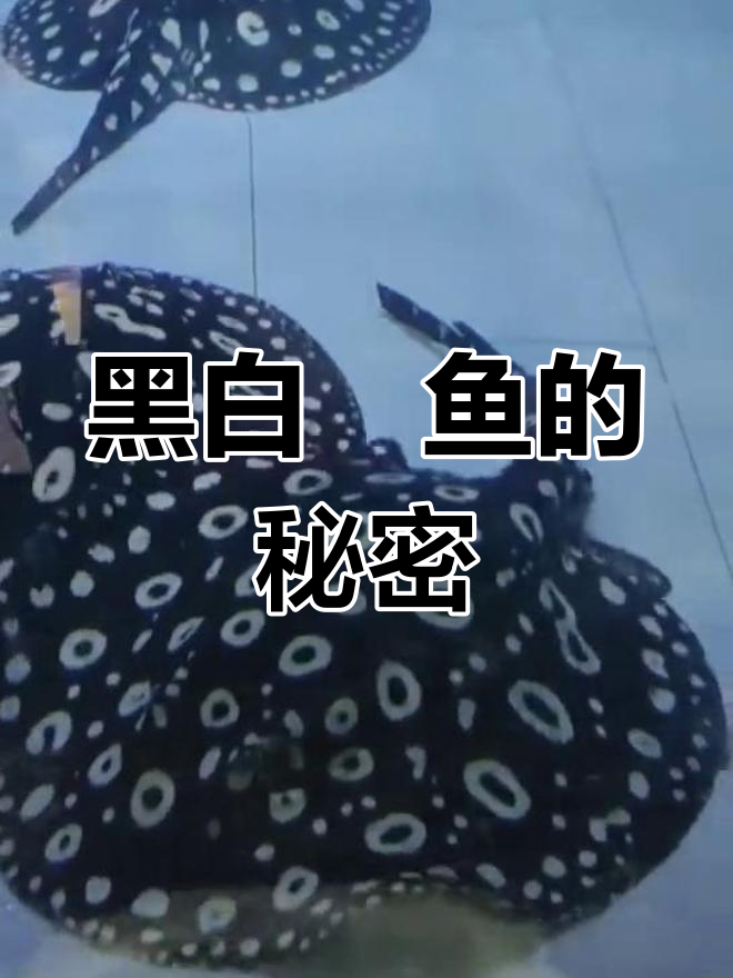 皇冠魟鱼,扁平无鳞,尾有毒刺,生活在亚马逊淡水区