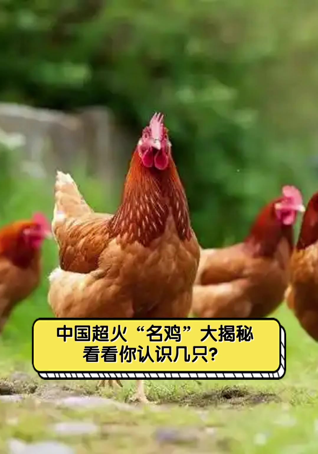 中国超火“名鸡”大揭秘,看看你认识几只?