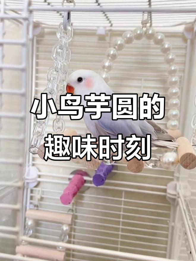 小鸟芋圆萌态百出,紫伊莎牡丹鹦鹉的可爱日常