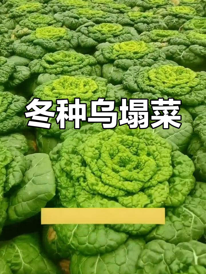 11月种乌塌菜,冬季更佳选择,营养丰富