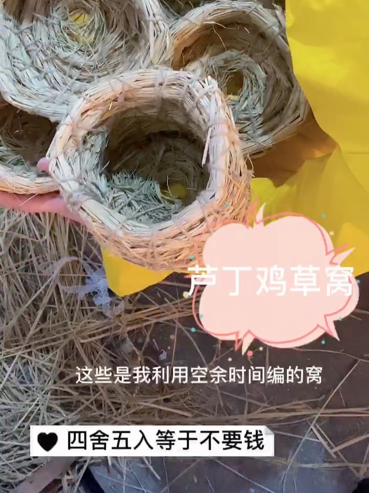 芦丁鸡之不要钱的鸡窝草窝制作