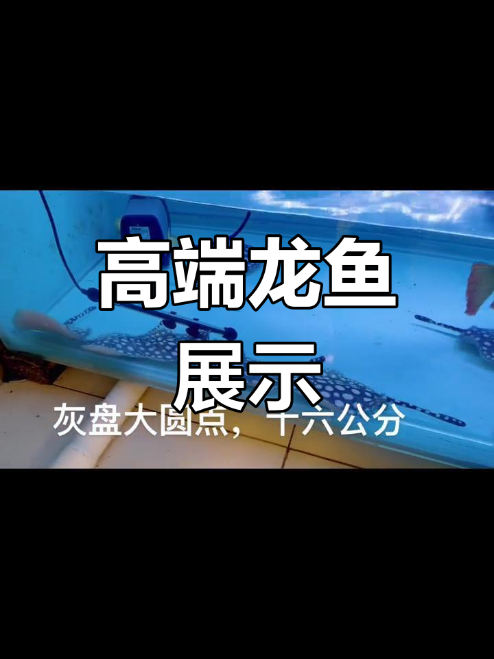 纯血皇冠龙鱼与黑白魟鱼的惊艳亮相