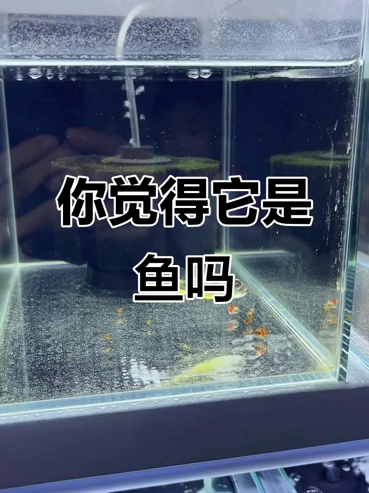 斑马狗头:可爱还是丑?养它乐趣多