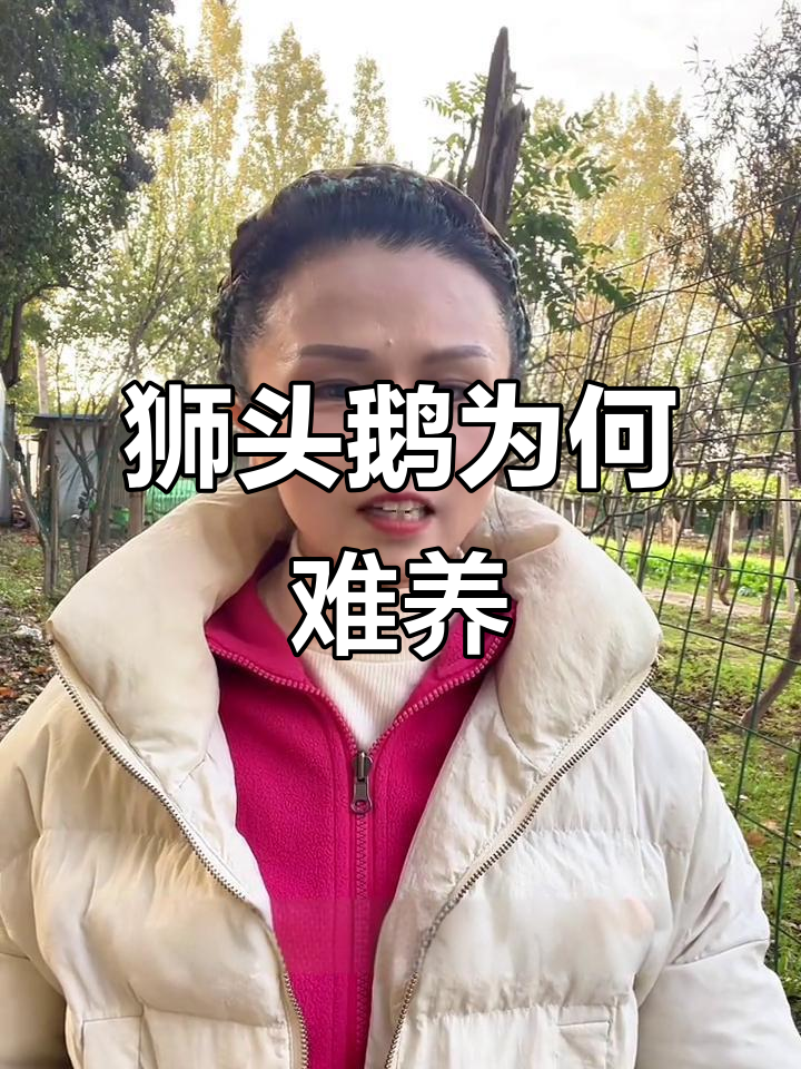 狮头鹅养殖难度大,为什么价格高却少人养?