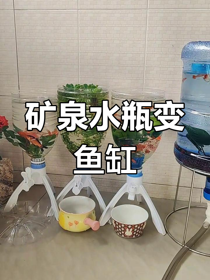 用矿泉水桶做生态鱼缸,轻松换水超方便