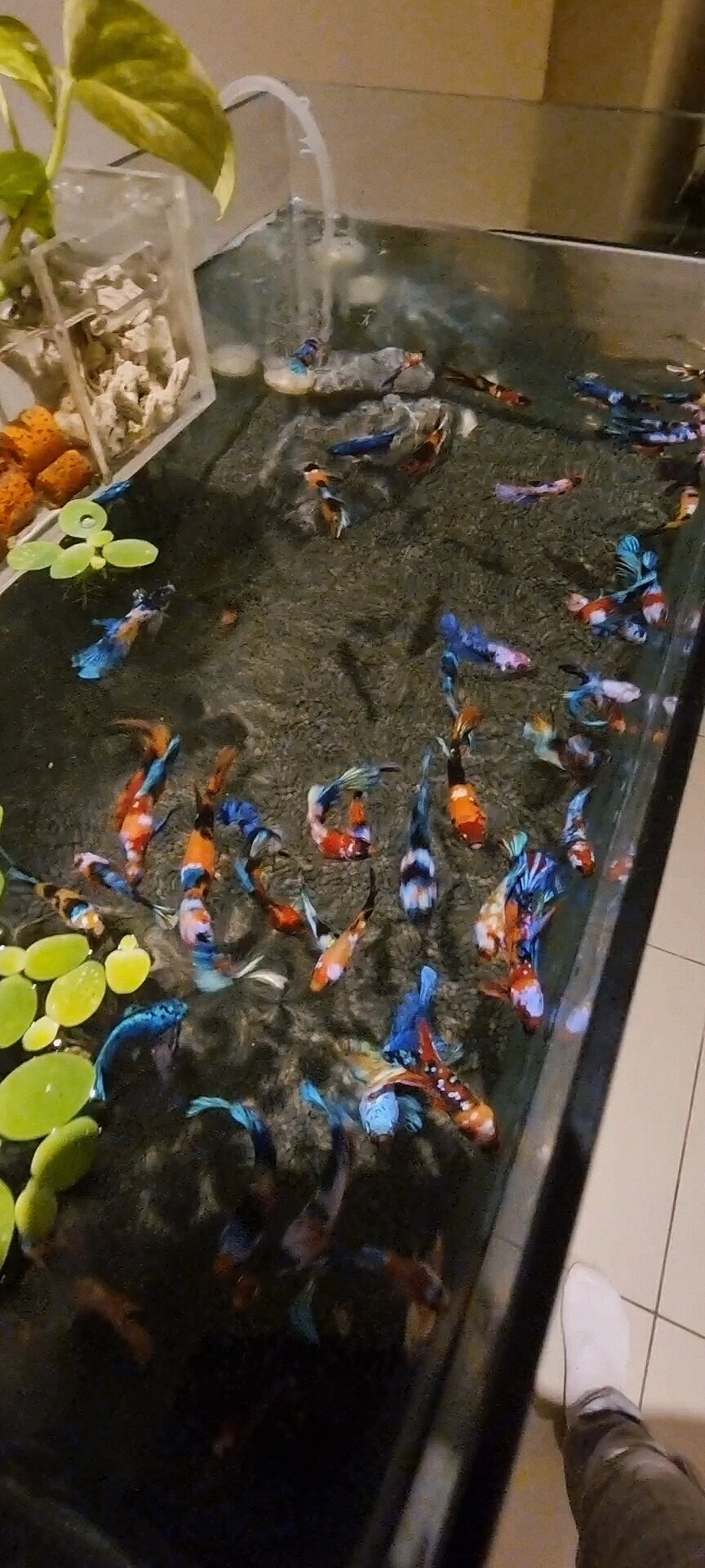 彩色母斗鱼群养