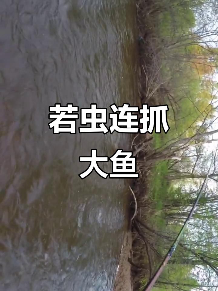 野鸡尾若虫疯狂捕食，连续中鱼惊险连连