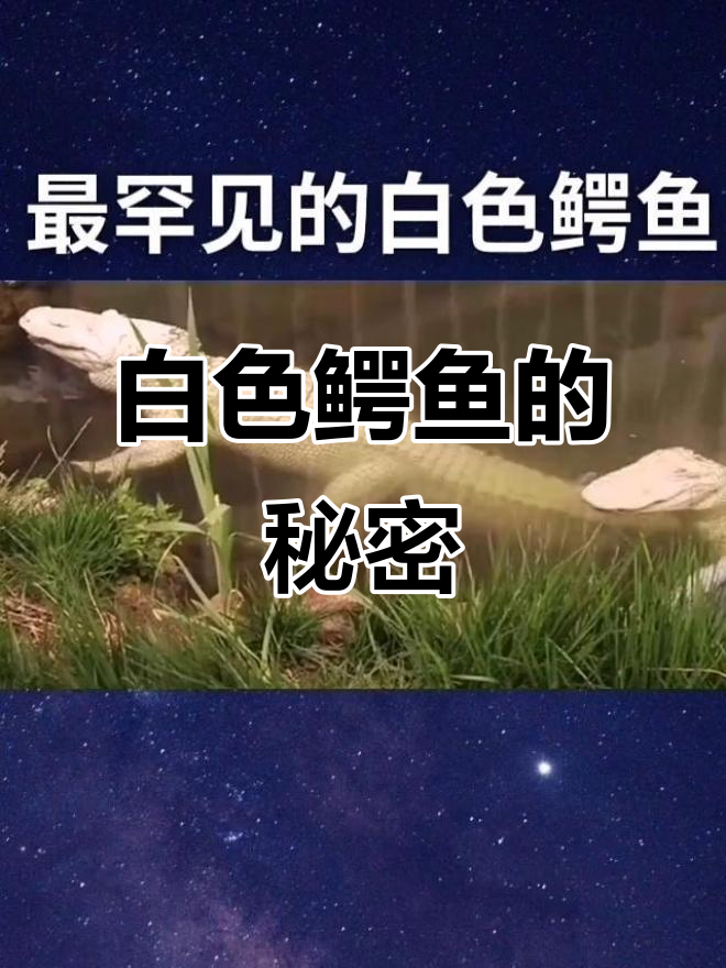 罕见白色鳄鱼:白化病让它们变得美丽却心痛