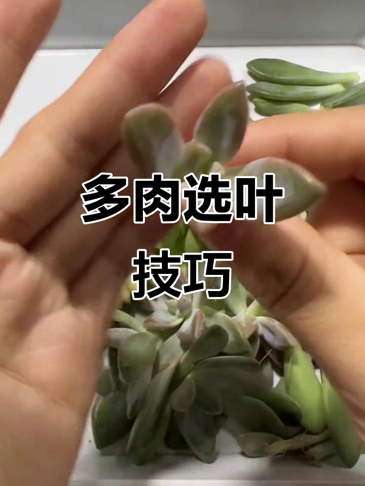 选择健康叶片,多肉易生根成活率更高!