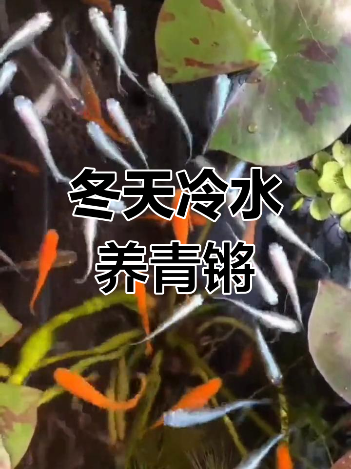 冬季冷水养观背青锵,轻松上手的小型观赏鱼