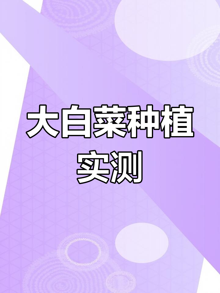 东北大白菜种植全纪录:28斤种子能收多少菜?