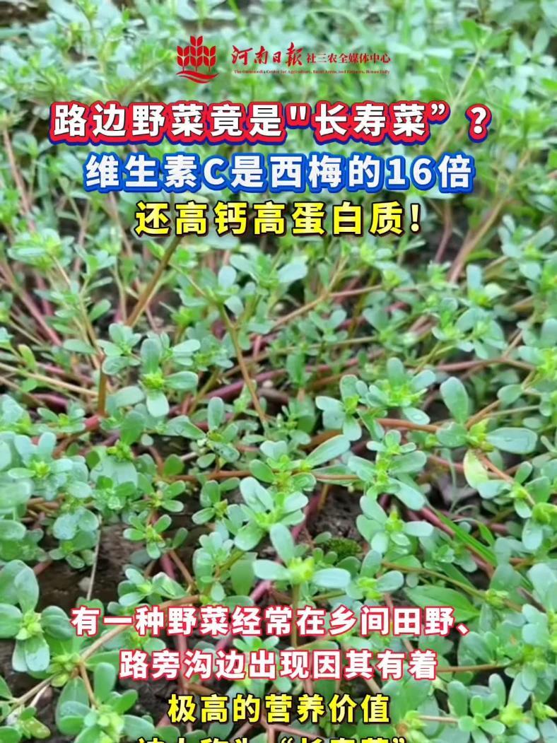 路边野菜竟是“长寿菜”?维生素C是西梅的16倍,还高钙高蛋白质!野菜 马齿苋