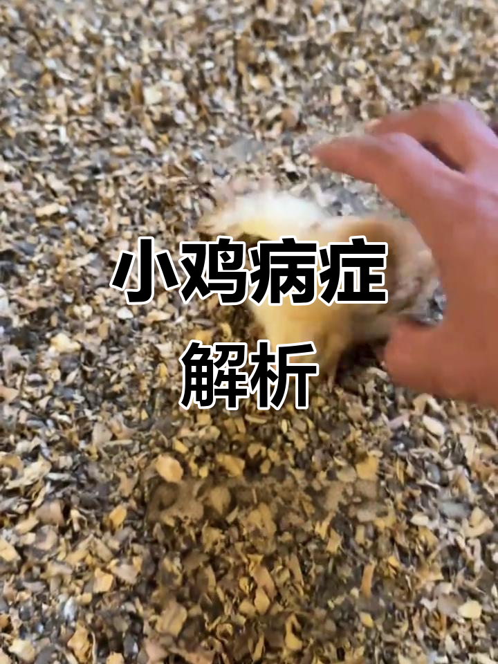 小鸡扭脖子,沙门氏菌感染的典型症状