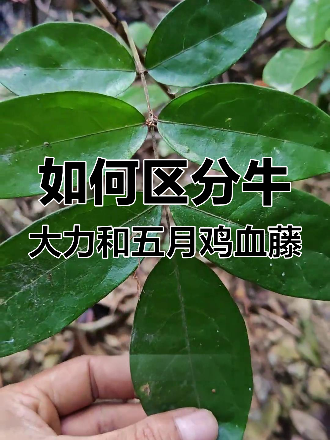 牛大力与午夜鸡血藤的区别,看叶子就能分辨