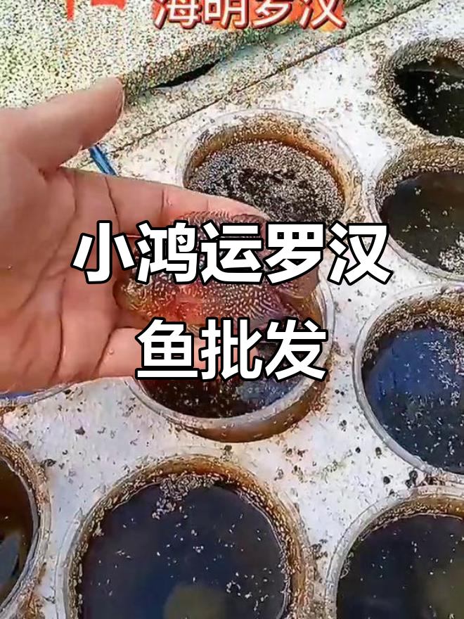 小鸿运罗汉鱼起头,亮片明显,价格实惠
