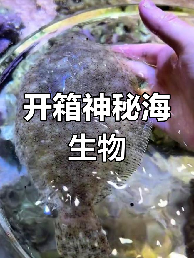 海洋盲盒大揭秘!比目鱼、椰子螺和木瓜鱼的奇葩组合