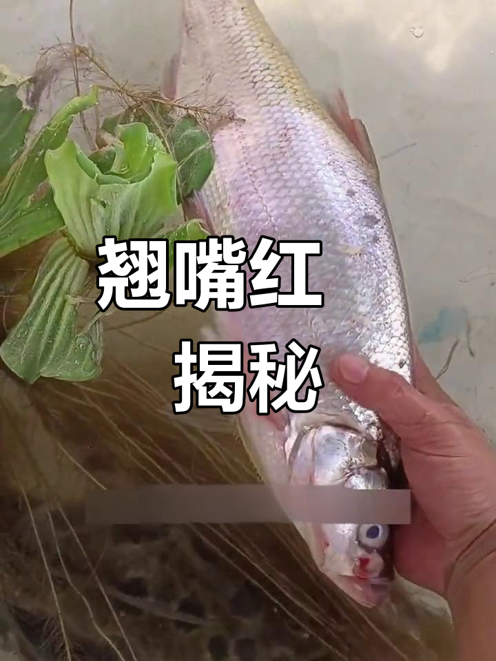这不是青稍,而是生长迅速的翘嘴红鲌,能长到15公斤