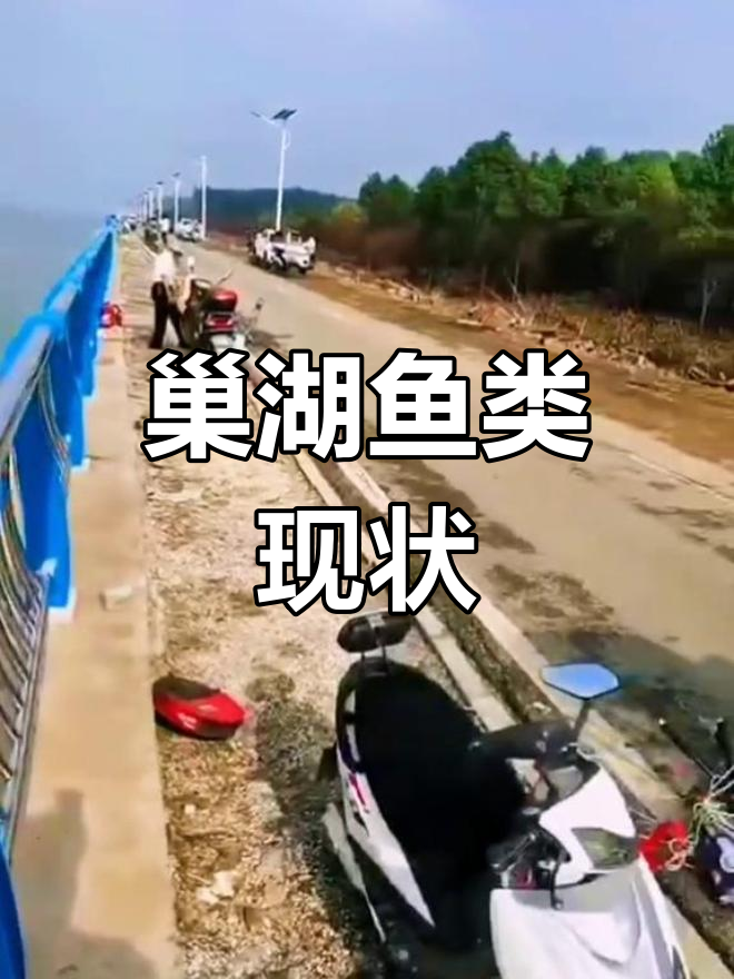 十年禁渔后,巢湖鱼群变化惊人