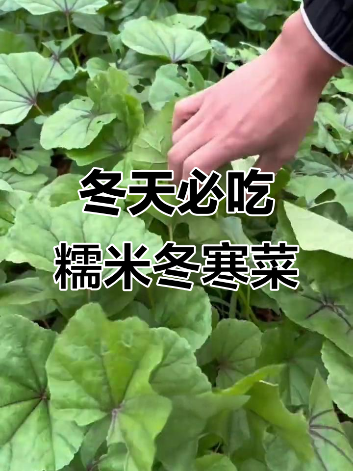 冬季寒冷必备!糯米冬寒菜,营养又美味