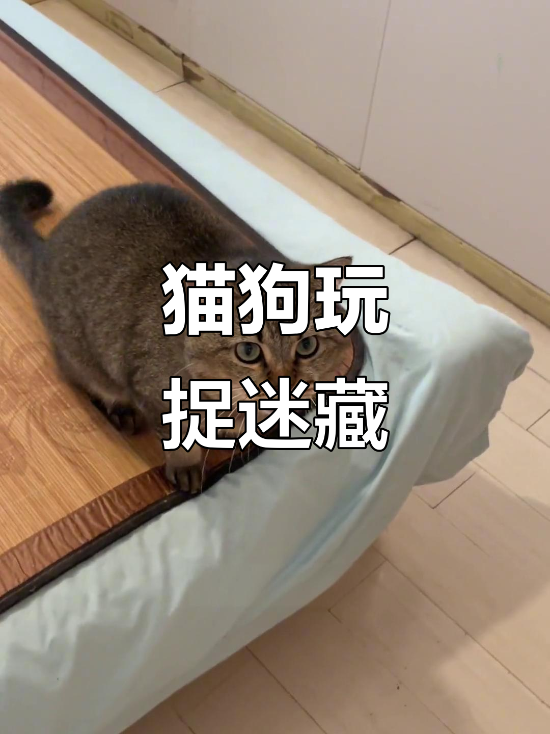 猫咪迷惑行为大赏:抓小鱼也能搞错三次