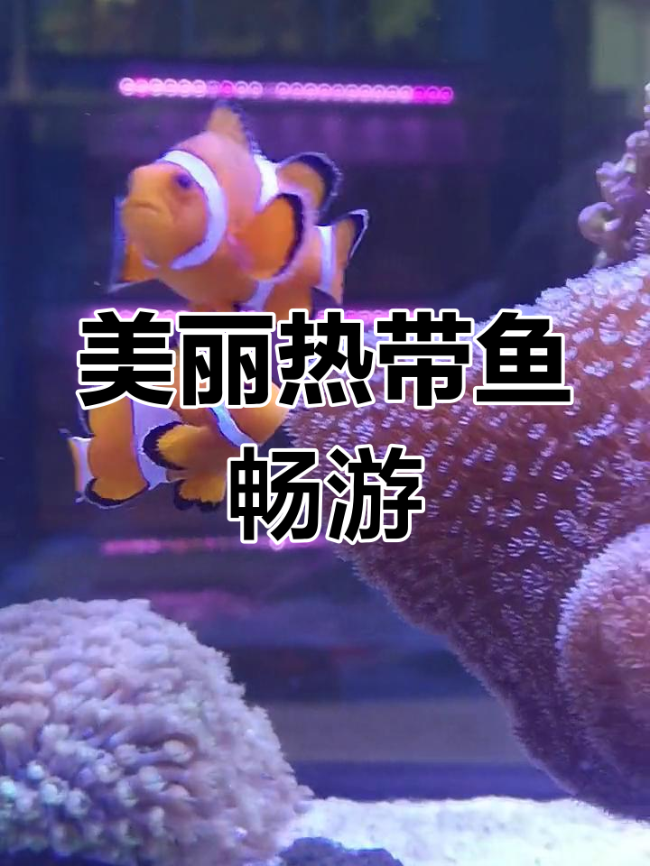 热带鱼舞动身姿,色彩斑斓自由游