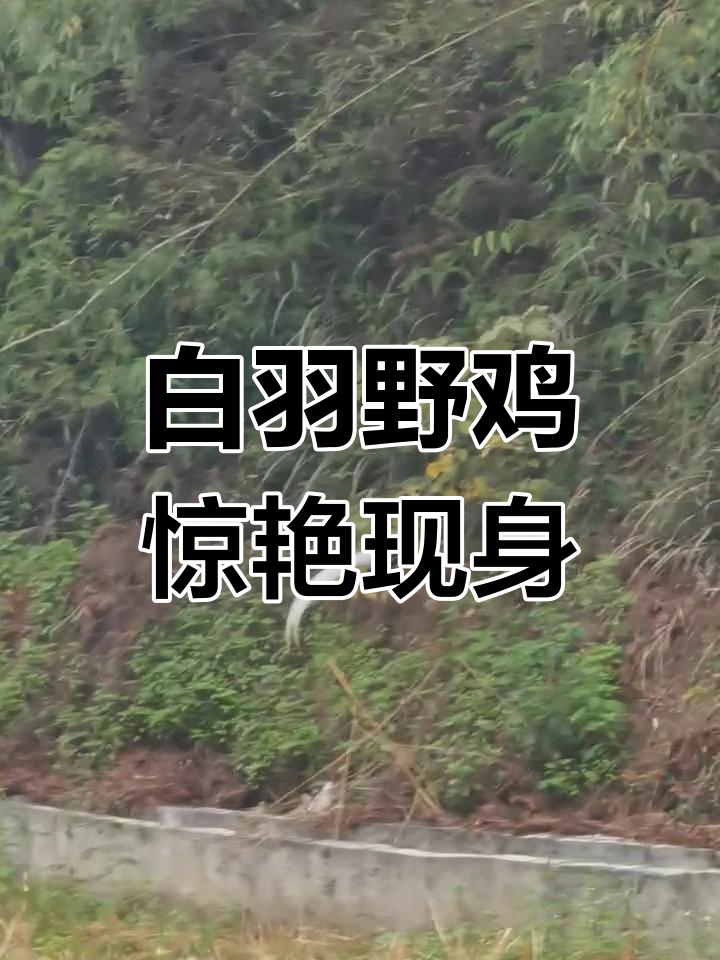 山里偶遇一窝白毛野鸡,美丽又可爱
