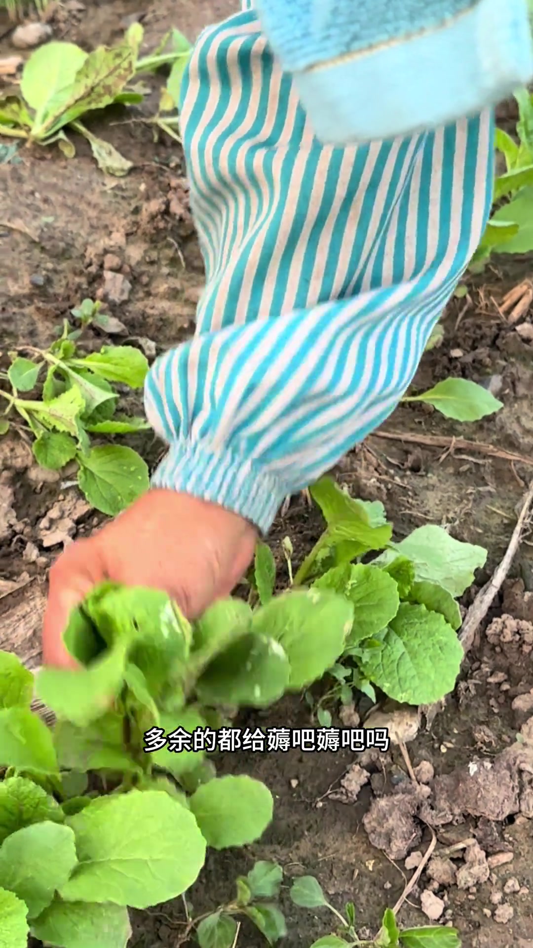 给你们看看北京农村的真实生活—间白菜我的小菜园 小