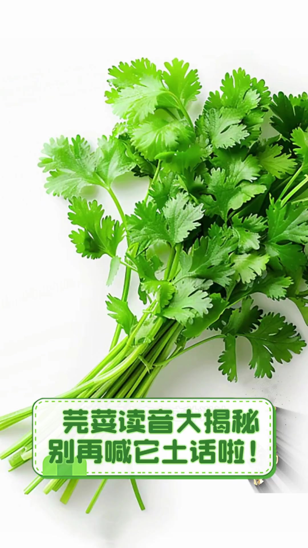 芫荽读音大揭秘,别再喊它土话啦!