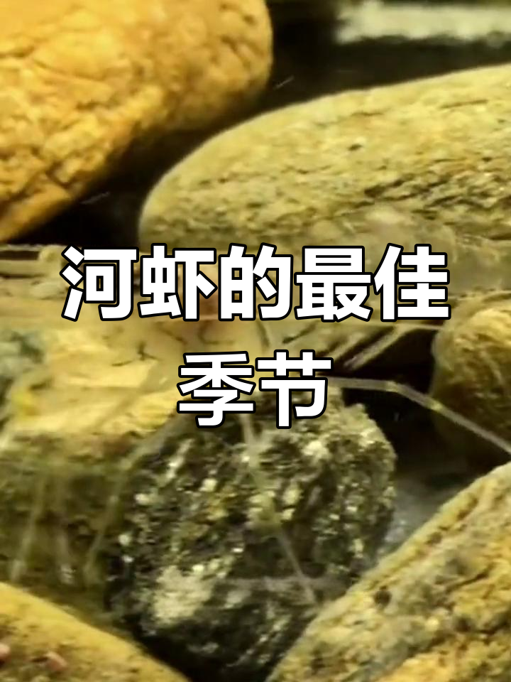 日本沼虾的独特美味,春季最鲜