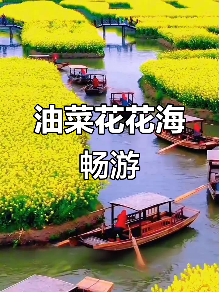 泰州兴化千垛油菜花海,乘船漫游金色海洋