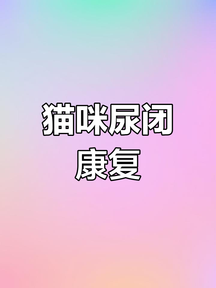 猫咪尿闭困扰,处方罐头助力恢复,终于看到正常排尿了!