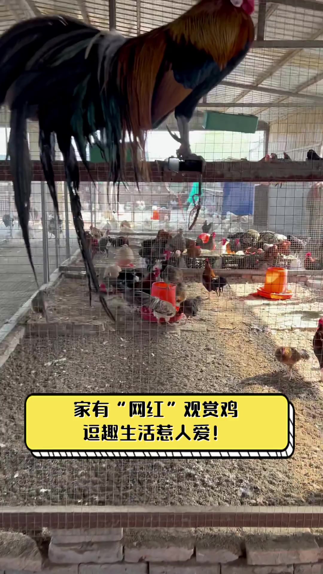 家有“网红”观赏鸡,逗趣生活惹人爱!