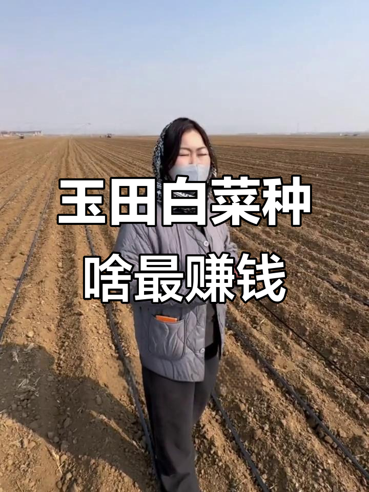 玉田白菜种植经验分享:品种选择与市场行情分析