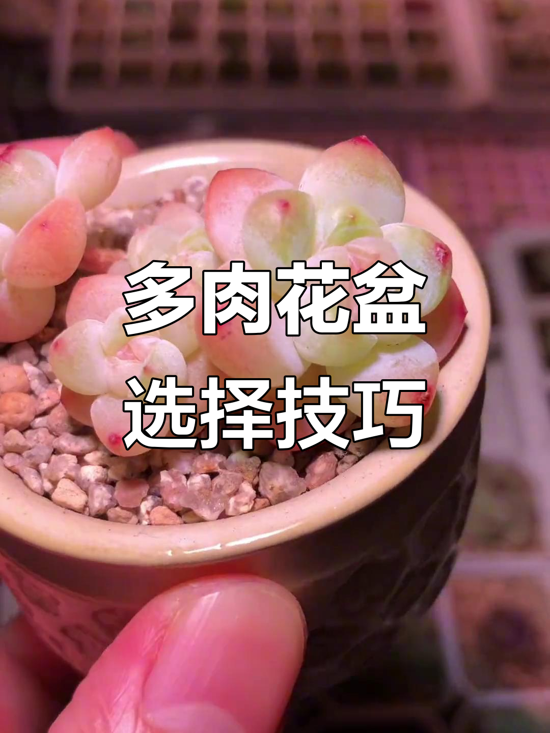 盆大小决定多肉状态，选对才能更美！