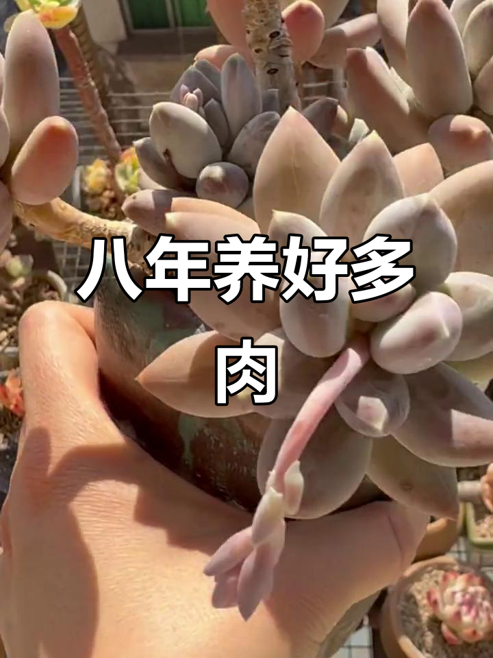 十年养护,八千代多肉变色过程大揭秘