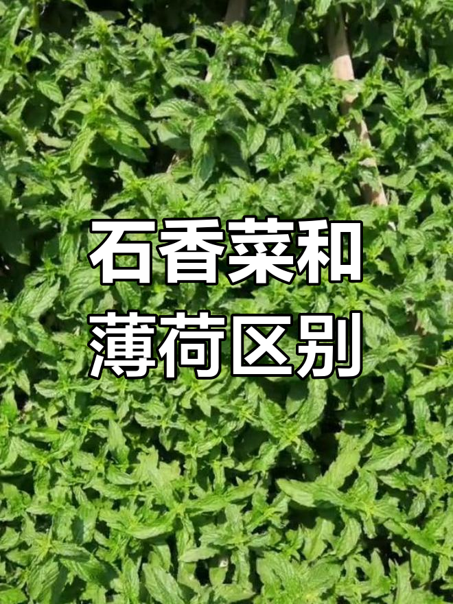 石香菜与薄荷的区别解析