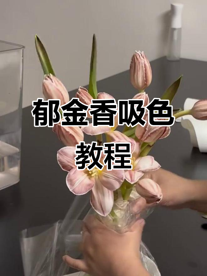 郁金香吸染技巧大揭秘，打造独特布朗尼花束