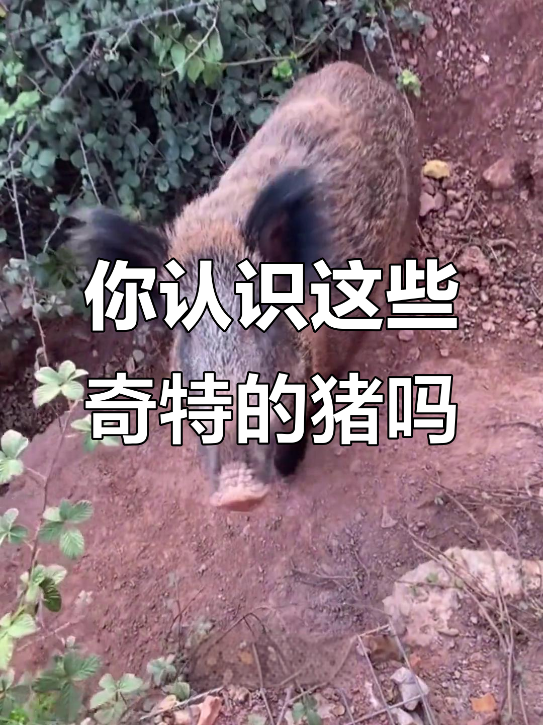 各种奇特猪种大揭秘,从新西兰到非洲红和猪
