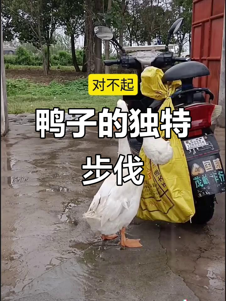 鸭子走路太嚣张,六亲不认步伐引爆笑点